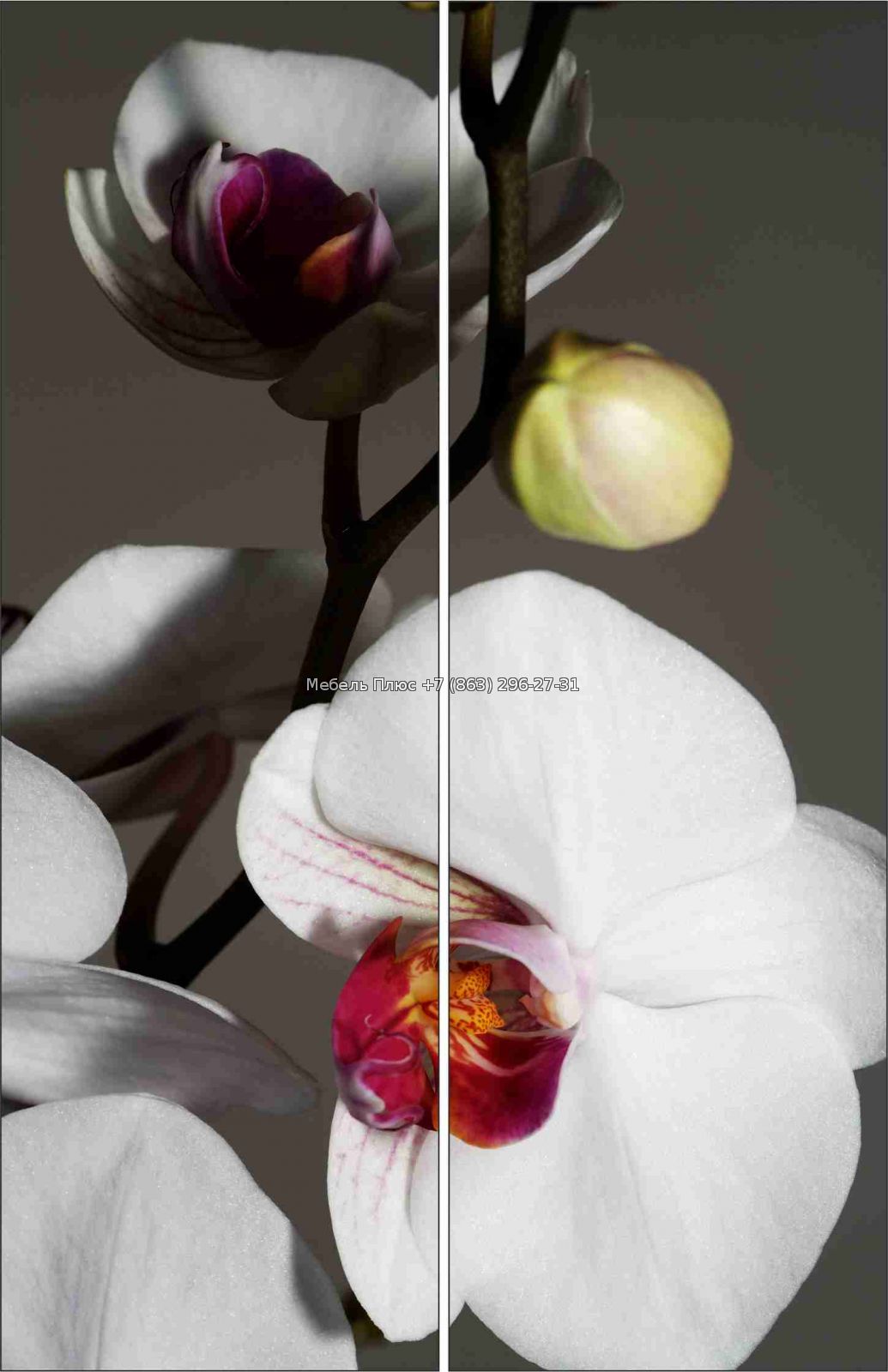 шкаф купе с орхидеями фотопечать