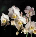 Фотопечать - Цветы