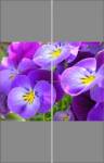 Фотопечать - Цветы