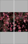 Фотопечать - Цветы