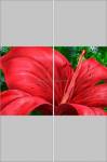 Фотопечать - Цветы