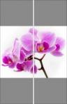 Фотопечать - Цветы
