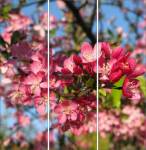 Фотопечать - Цветы